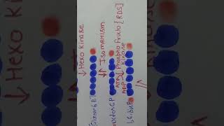 Respiration in plants cellularrespirationglycolysis [upl. by Dail]