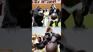 Gorillas at human wedding parties P99 nature animals explore funny happy love gorilla [upl. by Eniarol158]