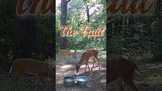 The Trail deer nature wildlife entertainment [upl. by Egroej777]