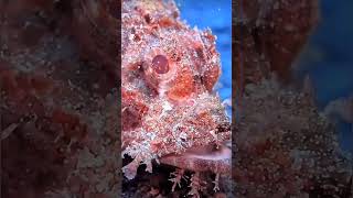 Deep ocean 🌊 subscribe ki kore barabo nature ocean satisfying trending relaxing underwater [upl. by Kciredes457]