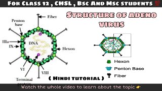 Structure of adeno virus ll biology ll [upl. by Anilave]