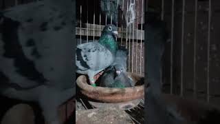 রেসার কবুতর Racing pigeons [upl. by Adams287]