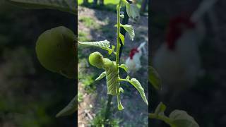 Solving Hornworm problems shorts hornworm shortvideo garden bugs homestead [upl. by Hofmann]