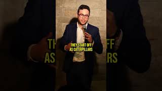 Moths vs Butterflies standupcomedy standupcomedian comedy jokes insects moths butterflies [upl. by Anaitit]