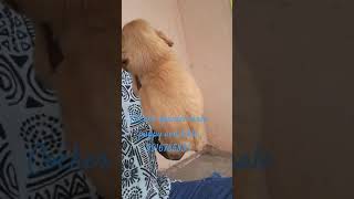 Cocker spaniel puppies available in bangalore 9916785834 [upl. by Sergu411]