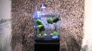 Aquastyle 9 Guppys [upl. by Bechler]