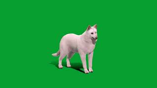 White Swiss Shepherd Dog [upl. by Aicenert]