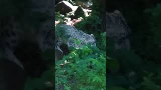 snow leopard at the binder park zoo [upl. by Anwadal214]