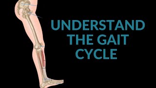 What is the Gait Cycle How do we link it from the foot to the shoulder [upl. by Zorana]