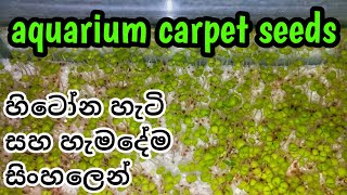 All about Aquarium Carpet Seeds with planting in Sinhala [upl. by Kehsihba]