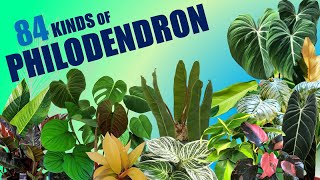 84 SPECIES OF PHILODENDRON  HERB STORIES [upl. by Maddis438]