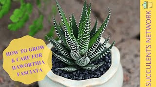 How To Grow amp Care For Haworthia Fasciata [upl. by Yasui]