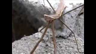 The Predator of insect Mantis Mantodea mantesMantidae closeup Video [upl. by Ardnac]