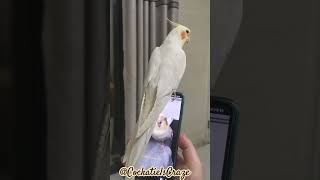 Cockatiel singing and dancing on cookie song 🍪🎵 [upl. by Hedley]