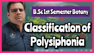 Life Cycle of Polysiphonia bedkdian bsc1stsemester mjpru botany [upl. by Lalise]