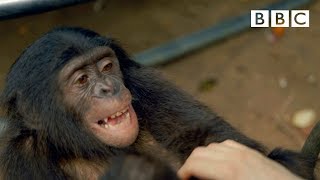 Making a chimp laugh  Animals in Love  BBC [upl. by Aillimac]