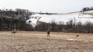 Master Hunter Training  What Do Finished Bird Dogs Look Like  Clean Brace With Two GSPs [upl. by Harcourt]