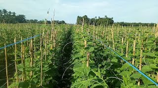 Budidaya TIMUN TOP KING dalam kebun jagung Hemat Biaya  Timun Padang  Timun Padi [upl. by Ashly]