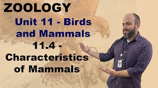 Zoology Unit 11 114  Characteristics of Mammals [upl. by Acenes536]