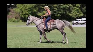 AQHA REGISTERED DAPPLE GRAY GELDING PLAYGUN GRANDSON WELL TRAINED [upl. by Nivram170]