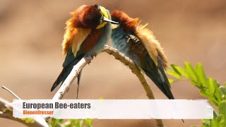 European Beeeaters Merops apiaster  Bienenfresser [upl. by Aibun23]