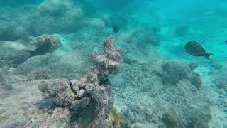 Snorkeling in Maldives  Cinnamon Dhonveli Resort [upl. by Yila]