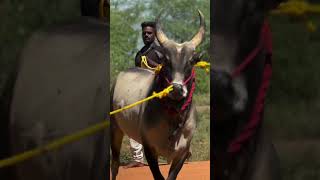 👿 jallikattu [upl. by Aihpledalihp163]