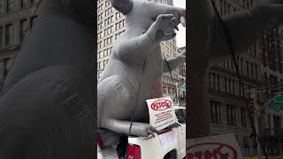 Scabby The Rat in NYC [upl. by Gregor948]