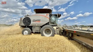 CENTENNIAL Gleaner S97 Combine Harvesting Wheat [upl. by Eleen]