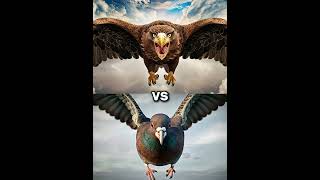 Eagle vs Vultures vs falcon crow owl seagull Duck toucan bird Macow pigeon funny animation [upl. by Vinna719]