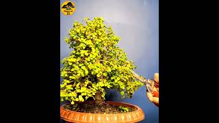 CREATE BONSAI  SHORTS bonsai bonsaitree howtomakebonsai [upl. by Etiuqal]