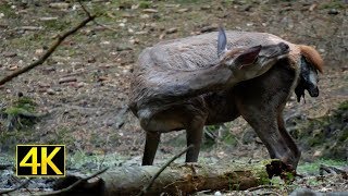 Hirschkuh mit Fehlgeburt hind with miscarriage 4K [upl. by Folger54]