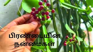 பிரண்டை சாப்பிட்டால் ஏற்படும் நன்மைகள்pirandai benefits pirandai benefits Tamil [upl. by Rock]