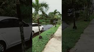 inundaciones en puerto rico hoy [upl. by Anwahsit]