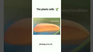 plant cells animation [upl. by Kirad]