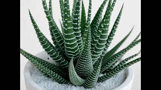 Haworthia Fasciata Zebra Plant Ultimate Guide to Growing and Caring for this Stunning Succulent [upl. by Bergquist]