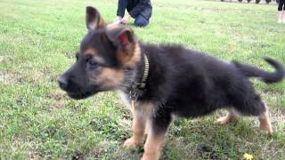 German Shepherd Puppy Barking [upl. by Erodisi922]