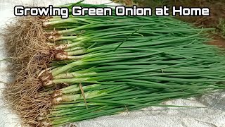 How to Grow Green Onion at Home  Easy for beginners [upl. by Leeda]