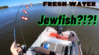 Can you Catch JEWFISH mulloway in FRESHWATER [upl. by Saitam]