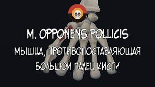 Мышца противопоставляющая большой палец кисти m opponens pollicis 3D Анатомия [upl. by Cy]