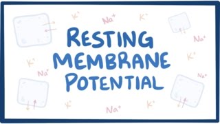 Resting membrane potential  definition examples [upl. by Karp]