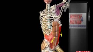 External Oblique Anatomy and Movement [upl. by Nnaeus]