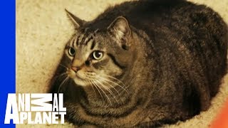 Beau Nugget The Cat Starts His Difficult Weight Loss Journey  My Big Fat Pet Makeover [upl. by Lorenzo]