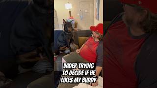 Doberman is unsure of this stranger [upl. by Desiri]