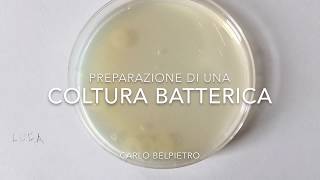 Preparazione di una Coltura Batterica [upl. by Vidal]