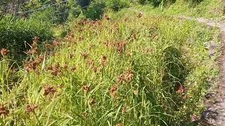 aju ama ly doctor dhakunu ghoko hospital [upl. by Hgielrak367]