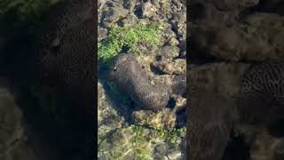 Brain Coral LPS and seaweed Botryochloridaceae in intertidal zone 海南沿海的脑珊瑚和绿葡萄藻 [upl. by Larue]