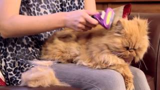 FURminator for Cats Video [upl. by Llehcal674]