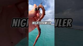 Let’s fish with a WORM 🐟🎣 fishing fish livebait [upl. by Ingmar]