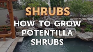 How to Grow Potentilla Shrubs [upl. by Eivlys784]